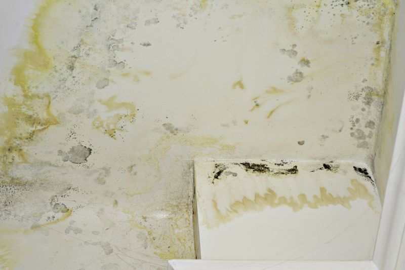 Ceiling Mold Removal in Broward County, FL