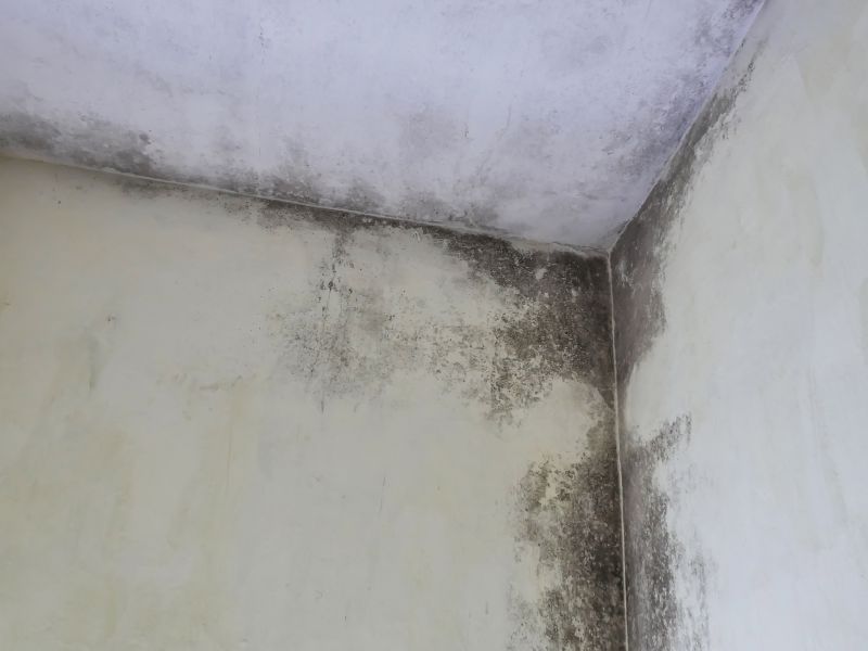 Garage Mold Remediation in Broward County, FL