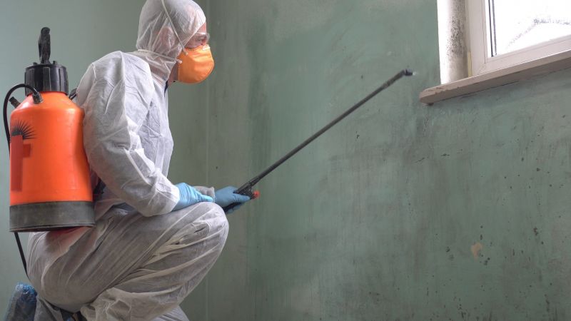 Mold Abatement in Rockwall, TX