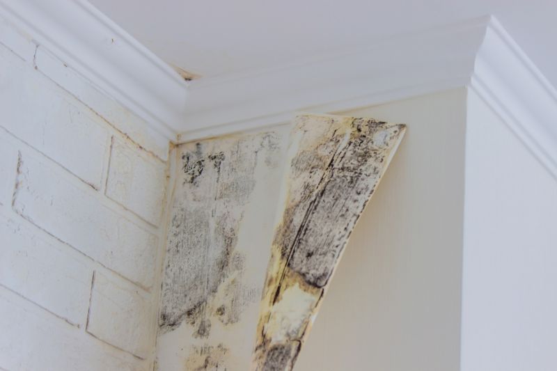 Mold Removal in Jupiter, FL