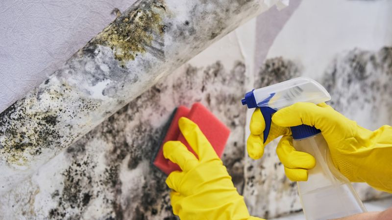 Mold Restoration in Jupiter, FL
