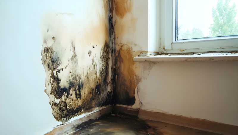 Mold Treatment Service in Dallas, TX